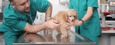 Dr. Beinerts, diennakts veterinārā klīnika, SIA